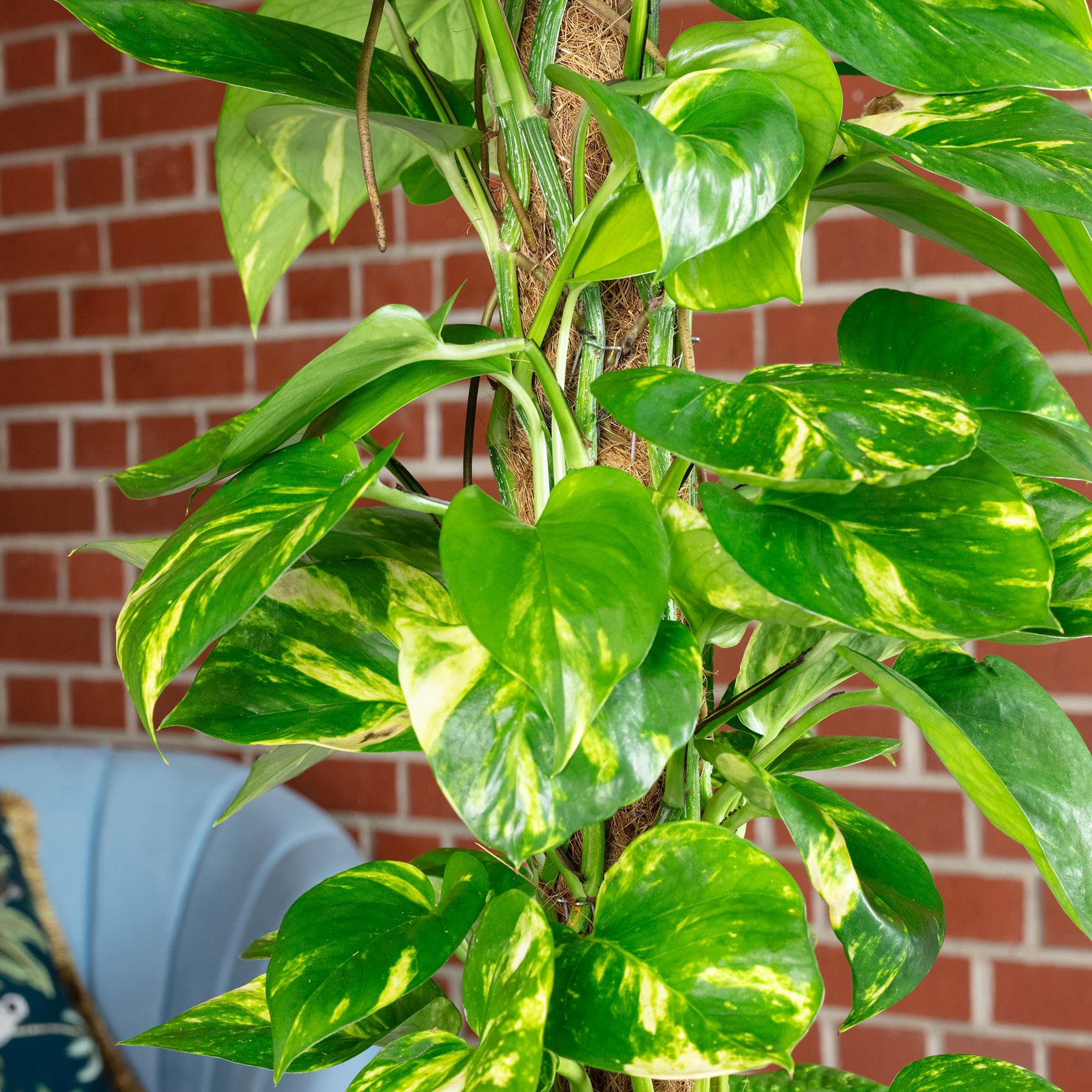 Efeutute am Moosstab - pflegeleichte Zimmerpflanze, Epipremnum aureum - Höhe ca. 80 cm, Topf-Ø 19 cm