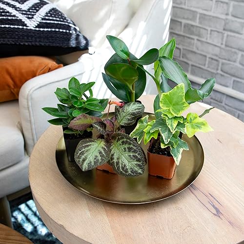 Miniatura 6 de Altman Plants Plantas de interior vivas (12PK), plantas de interior para entrega Prime, plantas vivas y regalos de jardinería para amantes de las