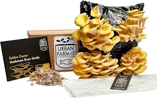 Urban Farm It - Mushroom Growing Kit, XL Gold (Pleurotus Citrinopileatus), Easy to Use and Fast Growing, Harvest up to 4 Yields, Unique Grow Your Own Gardening Gift