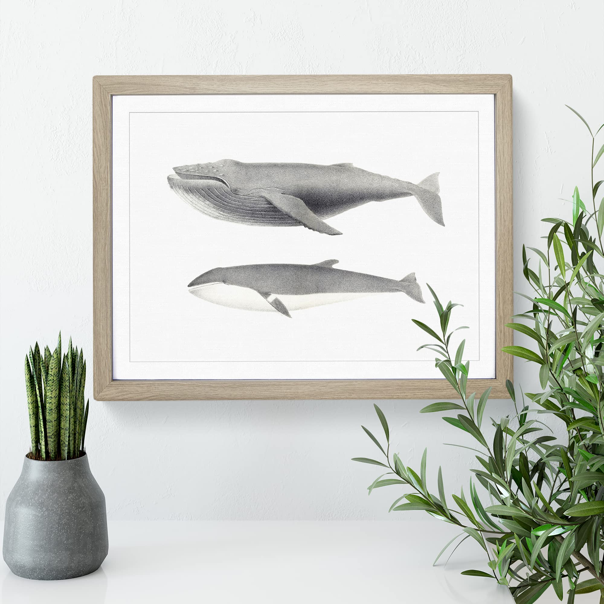 Humpback & Minke Whale By C.M. Scammon Vintage Framed Print, Oak, A3 (46 x 34 cm) - Image 3