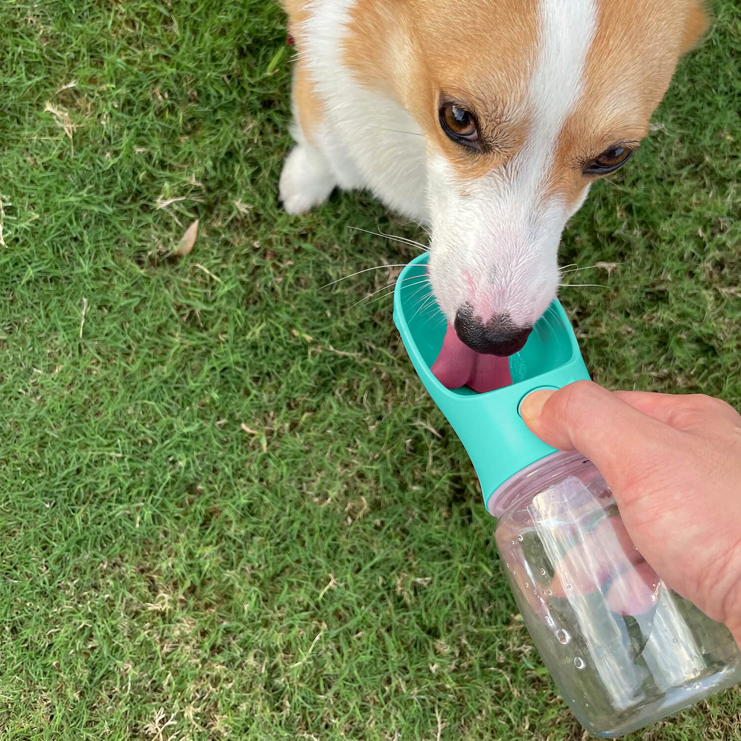 WePet Przenośna butelka na wodę dla psa, 540 ml, szczelny dozownik wody dla szczeniaka z podajnikiem do picia, do spacerów na świeżym powietrzu, wędrówek, podróży, plastiku klasy spożywczej