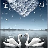Swans in Love Live Wallpaper