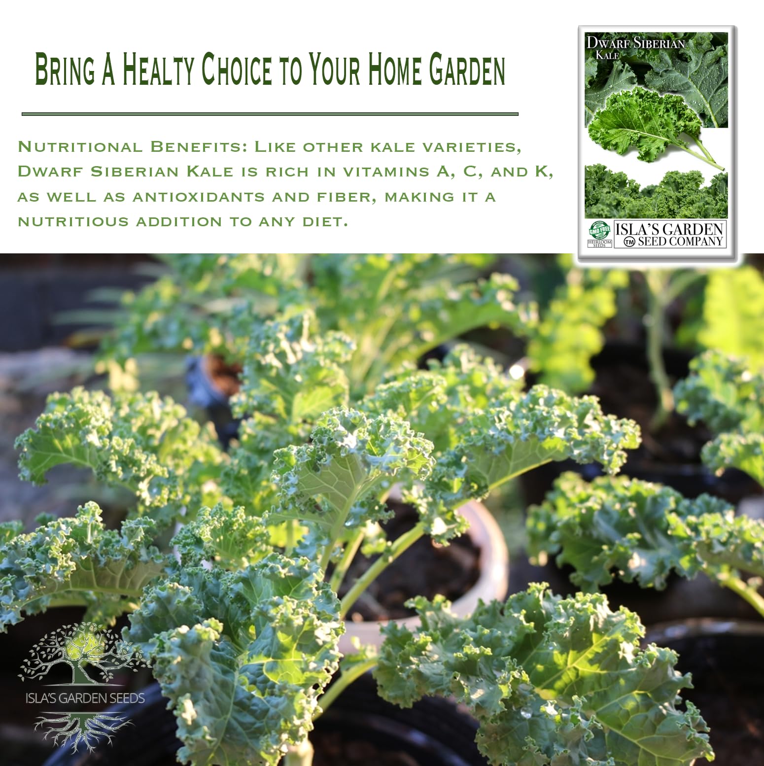Amazon.com : Dwarf Siberian Kale Seeds (Brassica oleracea)  500+ Non-GMO &  Heirloom Seeds for Planting, Cold-Hardy Leafy Green with Tender, Flavorful  Leaves, by Isla's Garden Seeds, Gift Idea : Patio, Lawn