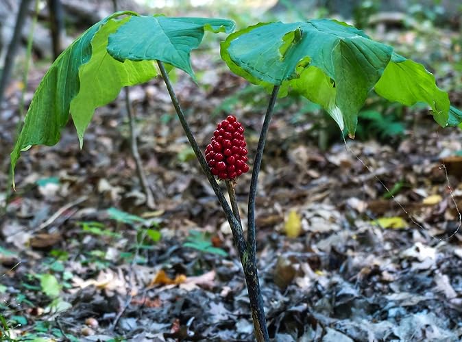 30 Wild American Ginseng Seeds for Planting - Panax quinquefolius