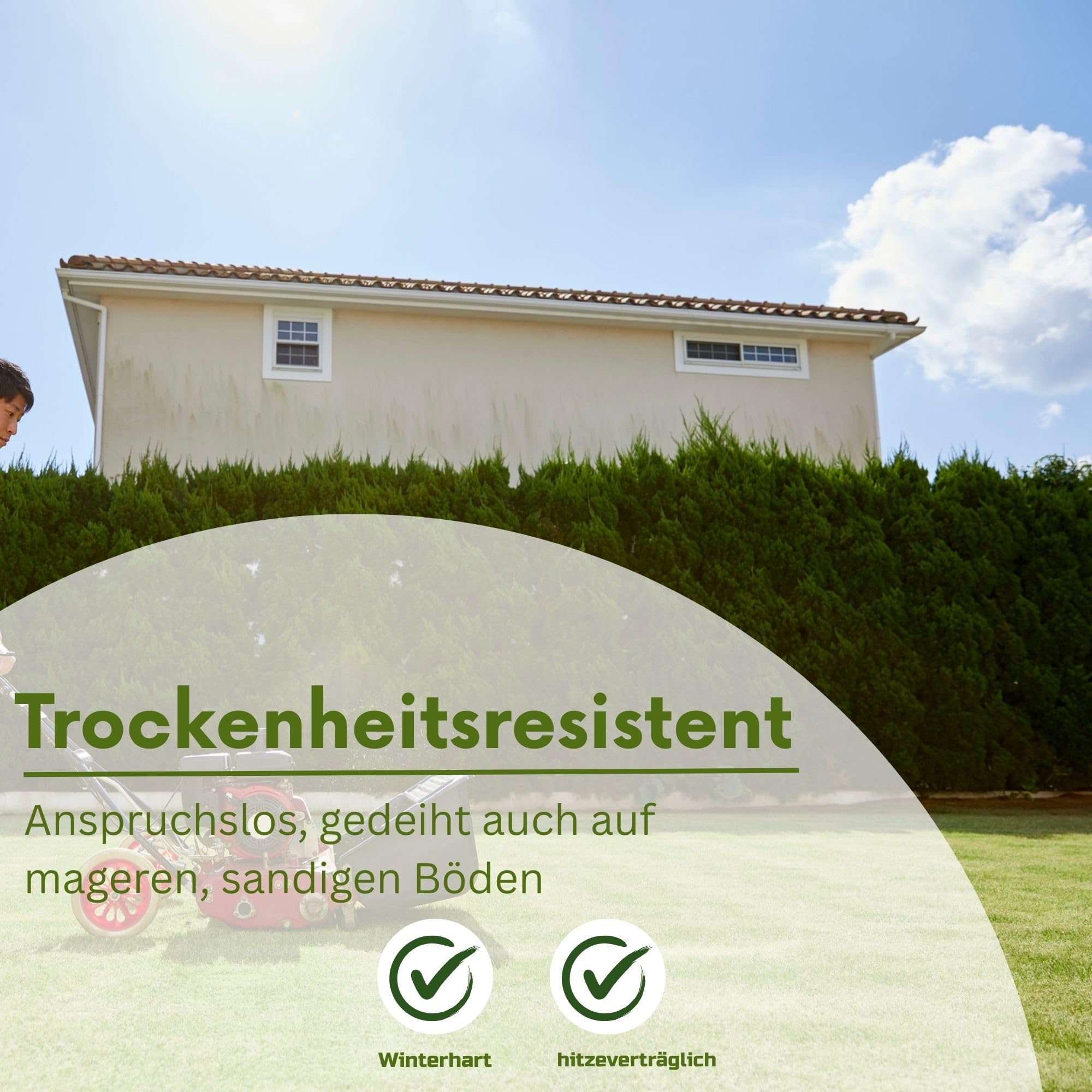 Samenshop24® DSV 530 Schotterrasen, Parkplatzrasen, Zufahrtsrasen- Begrünung (1 kg)