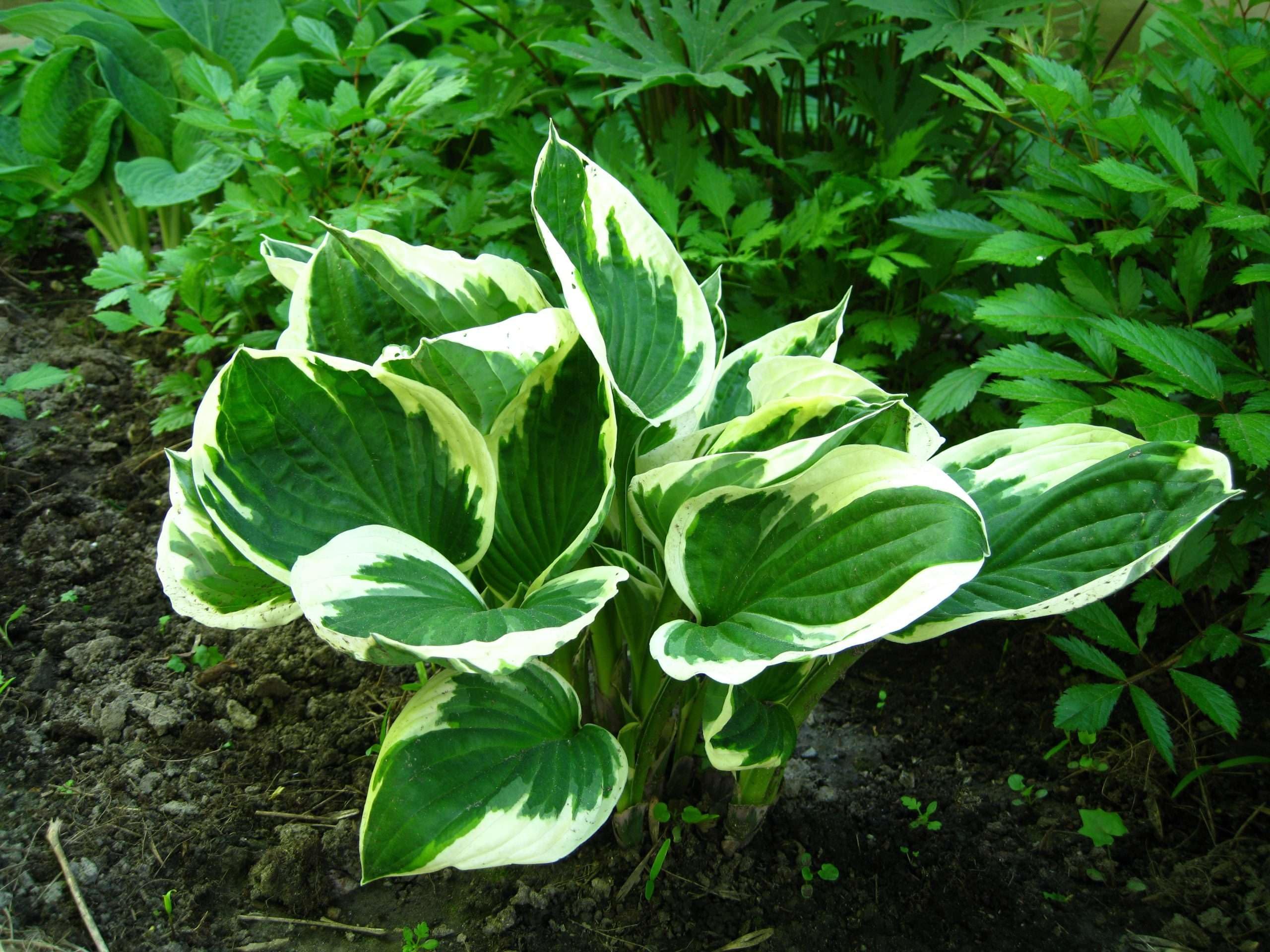 Lincolnshire Pond Plants Ltd - Hosta 'Patriot' - Marginal Pond Plants - BP047-1 / 9cm Potted