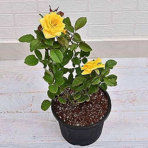 Miniatura 6 de CHUXAY GARDEN 10 semillas de rosa amarilla arbusto rosa planta floreciente amarillo brillante nativo flores silvestres decoración jardín bajo