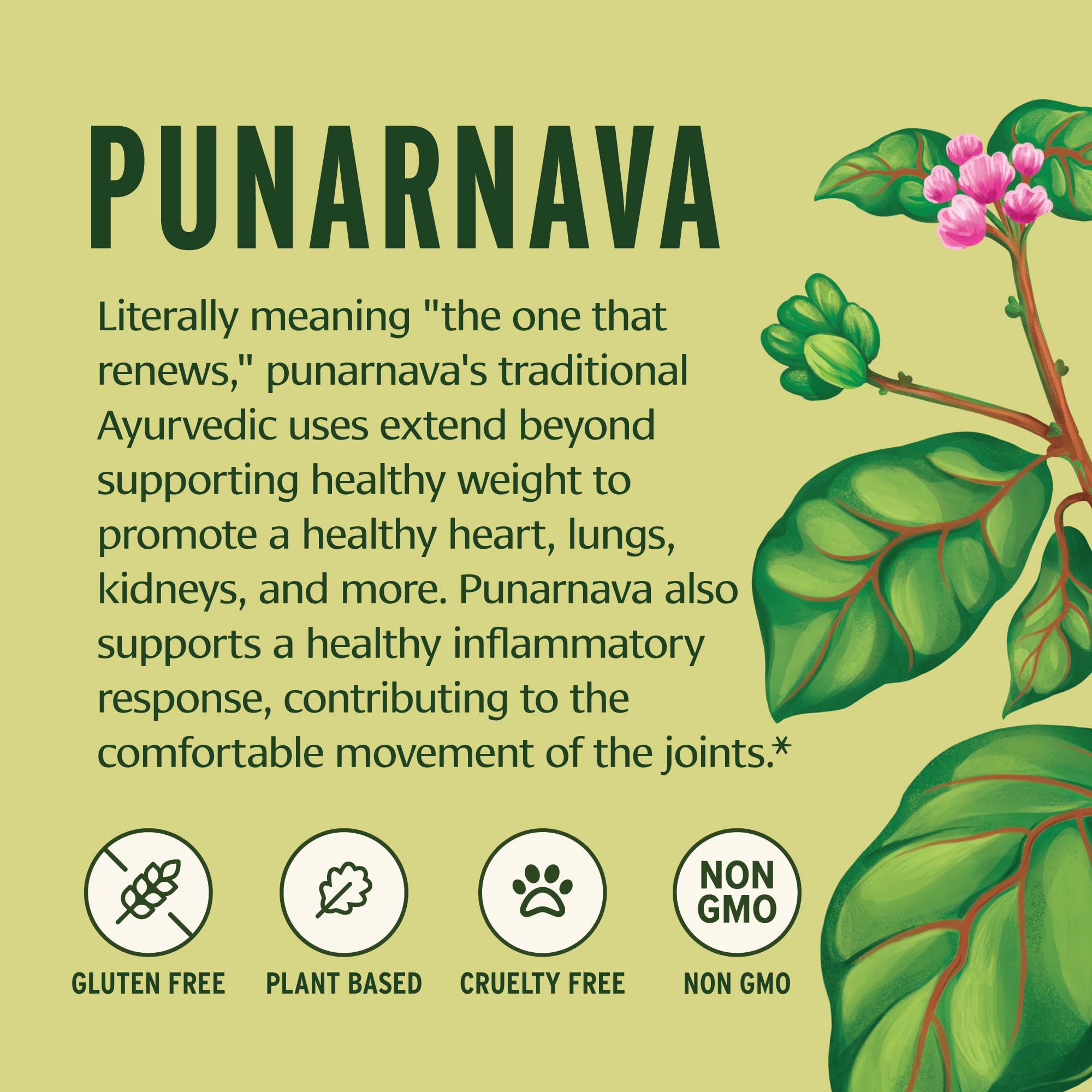 Banyan Botanicals Punarnava Powder – Organic Punarnava (Boerhavia Diffusa) – Traditional Support for Healthy Weight Management* – ½ lb. – Non-GMO Sustainably Sourced Vegan — Amazon image 4