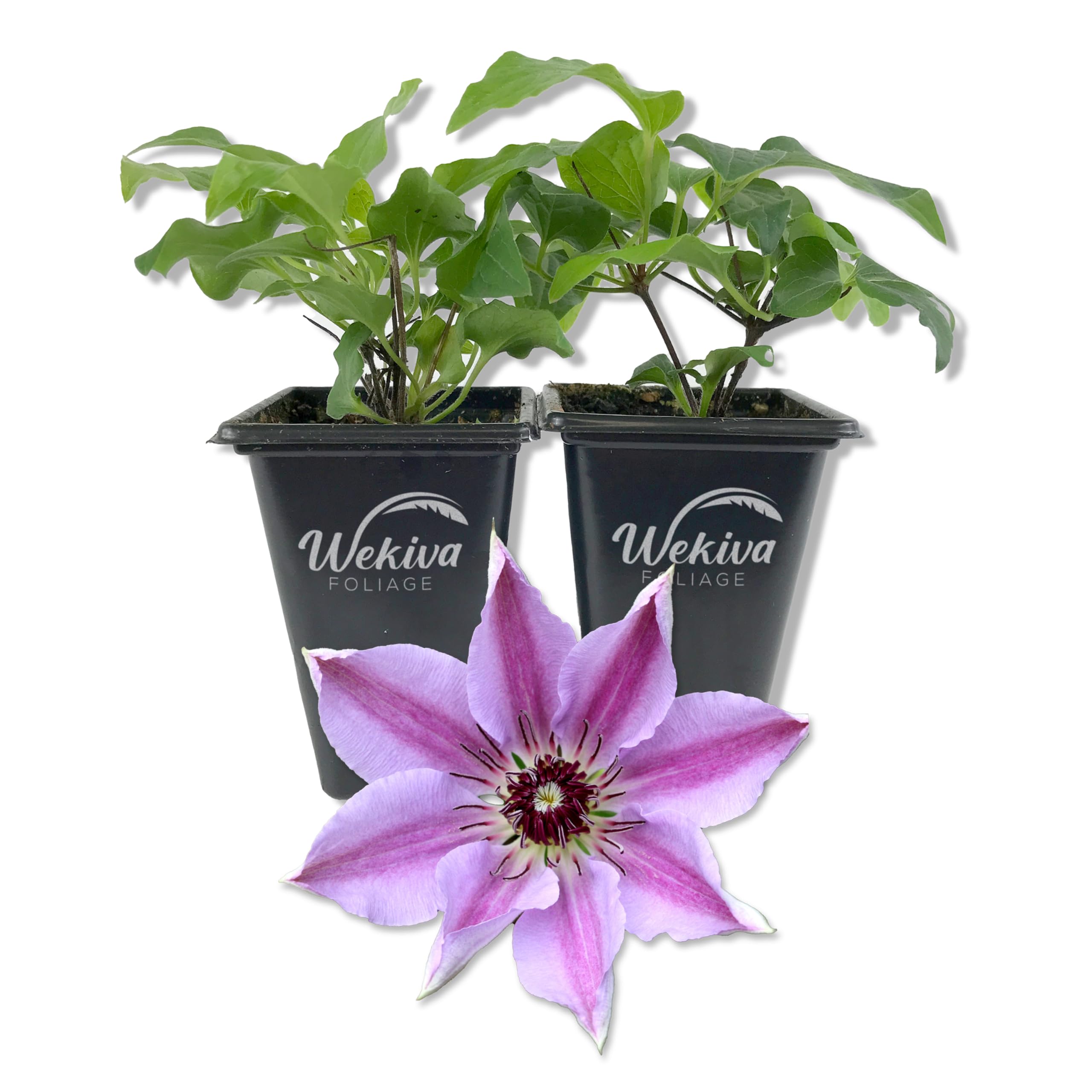 Amazon.com : Clematis Nelly Moser - 2 Live Starter Plants in 2