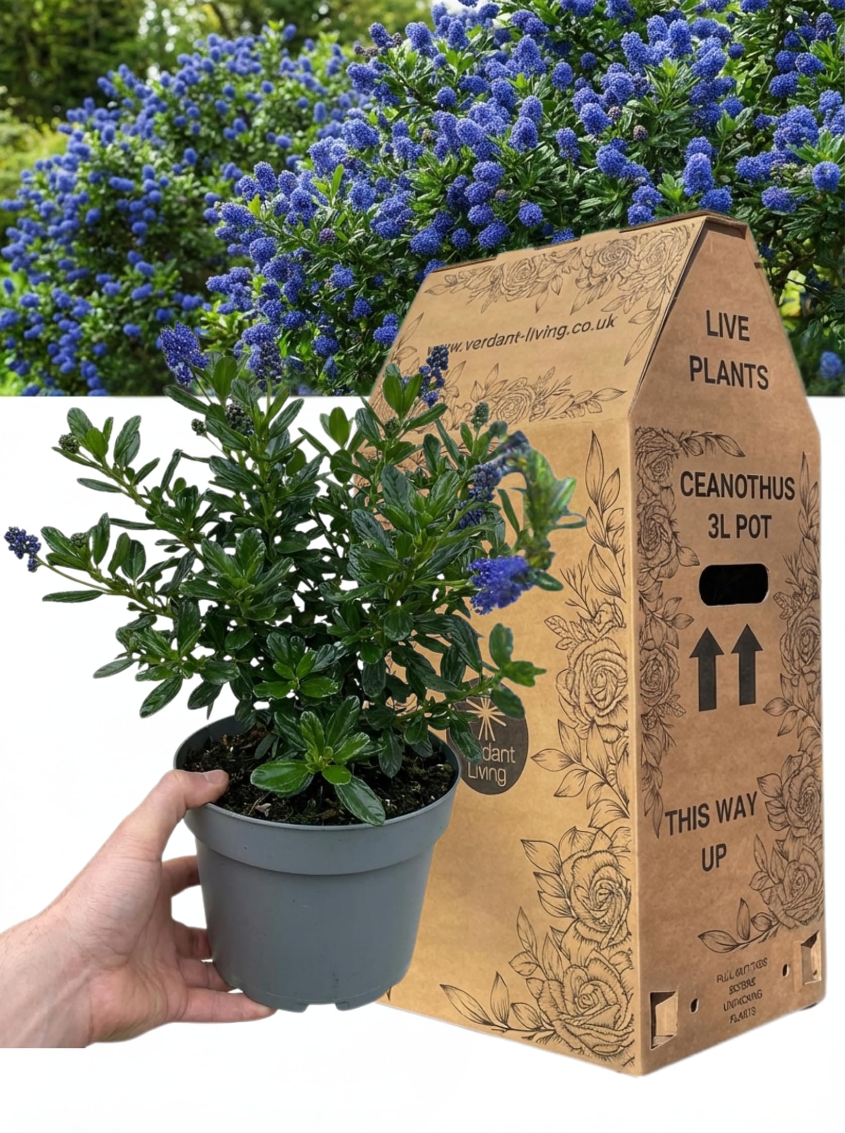 Ceanothus Yankee Point in 3Ltr Pot – Evergreen California Lilac Blue Flowering Shrub for Gardens, Borders, Patio & Pots – Hardy, Fast Growing, Drought Tolerant, Bee Friendly, Low Maintenance