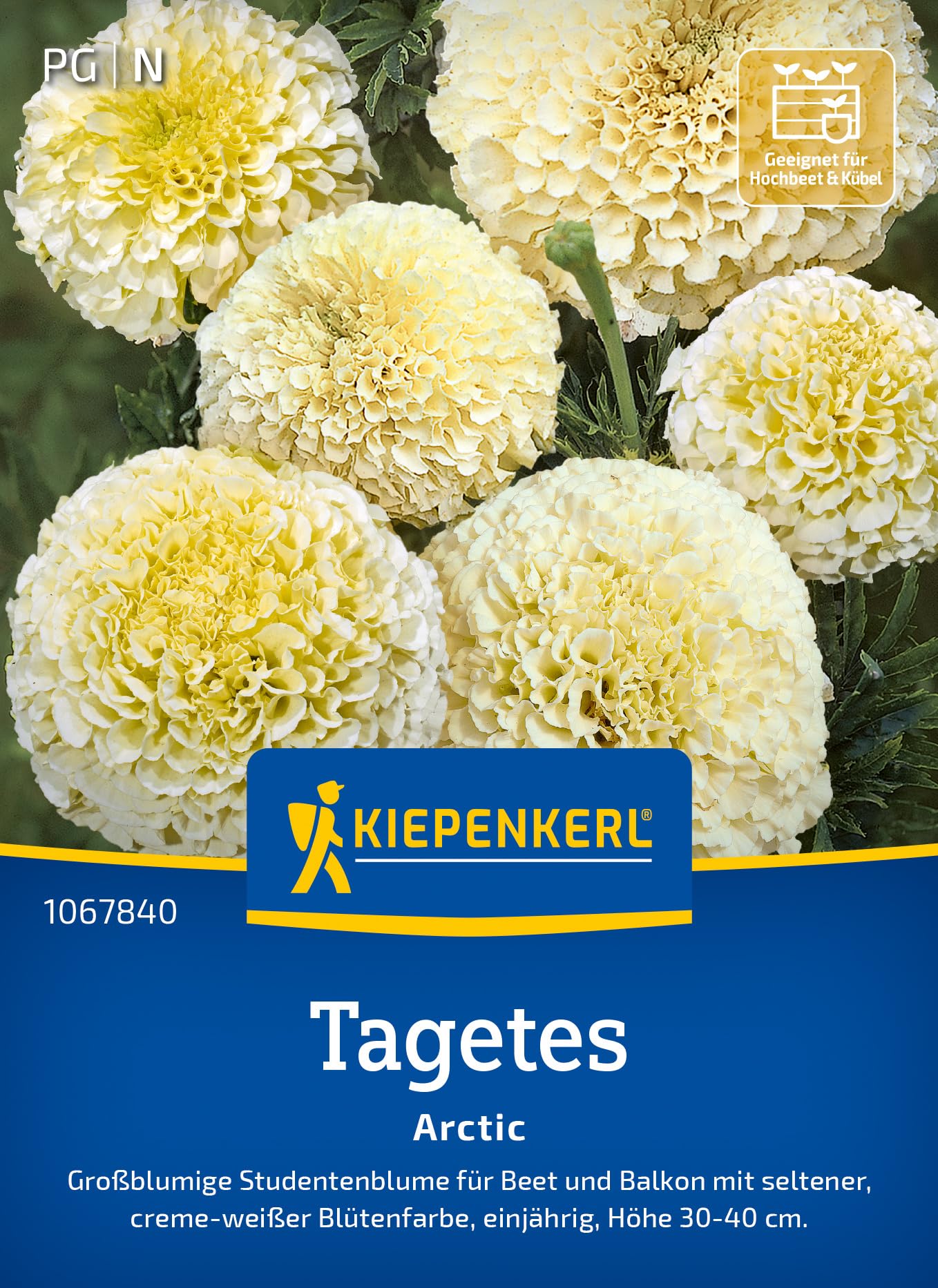 Kiepenkerl Tagetessamen Arctic 1067840 - großblumige Studentenblume, creme-weiß