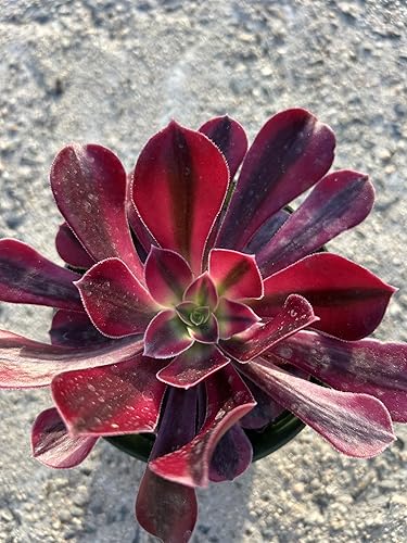 Aeonium Medusa - Planta suculenta viva, totalmente enraizada en maceta de 4 pulgadas con tierra, roseta roja profunda y púrpura, planta decorativa
