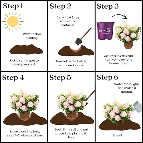 Miniatura 8 de Arbusto de hortensias de vainilla y fresa de 3 galones