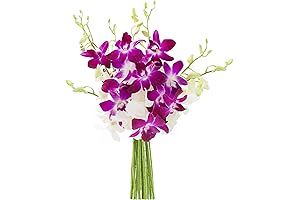 Celebrate Mom with Exquisite Orchids: KaBloom's Mother's Day Orchid Bouquet