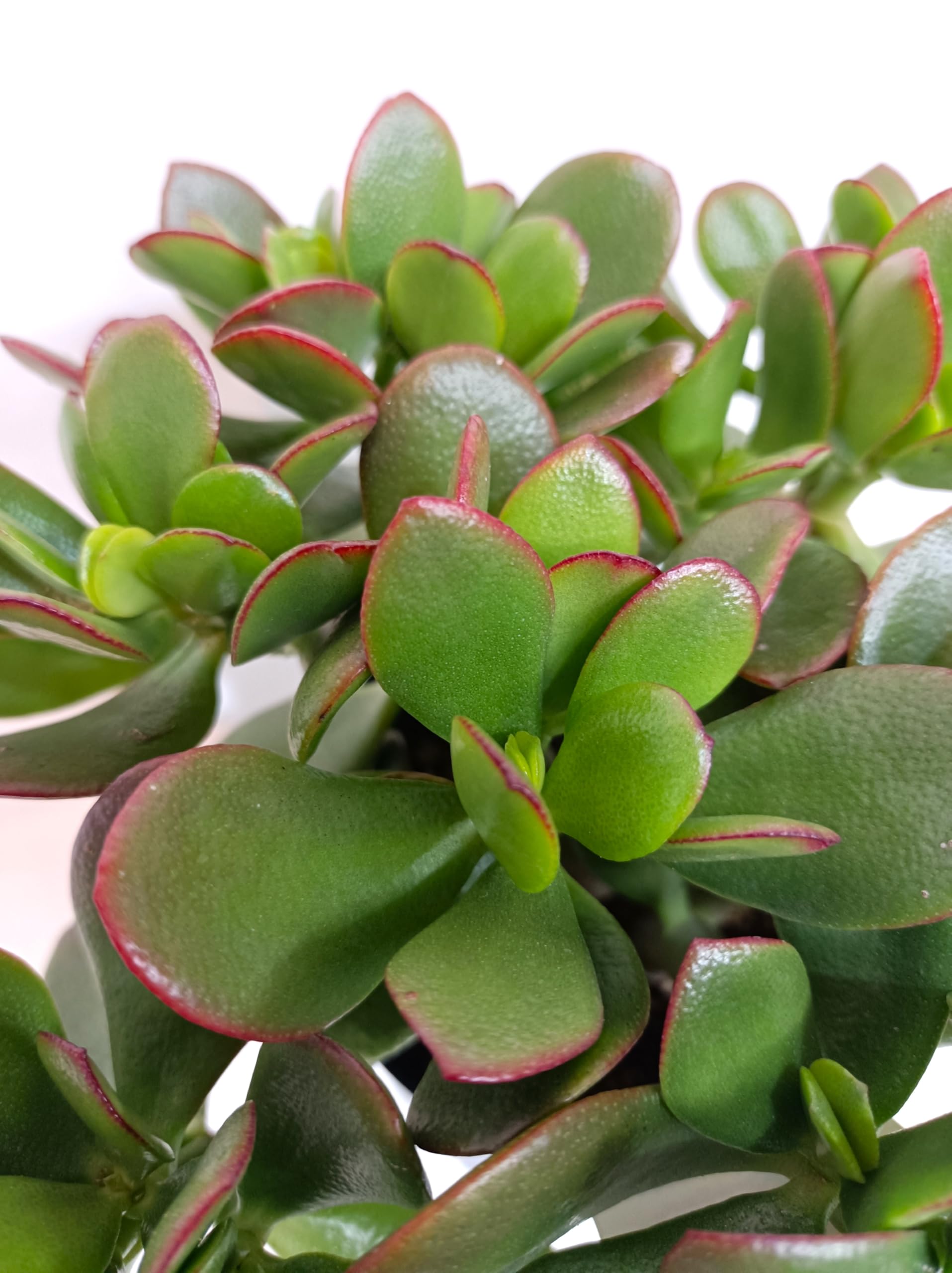 Amazon｜金のなるHappyの木【金のなる木 4号 鉢皿つき 2個セット】jade