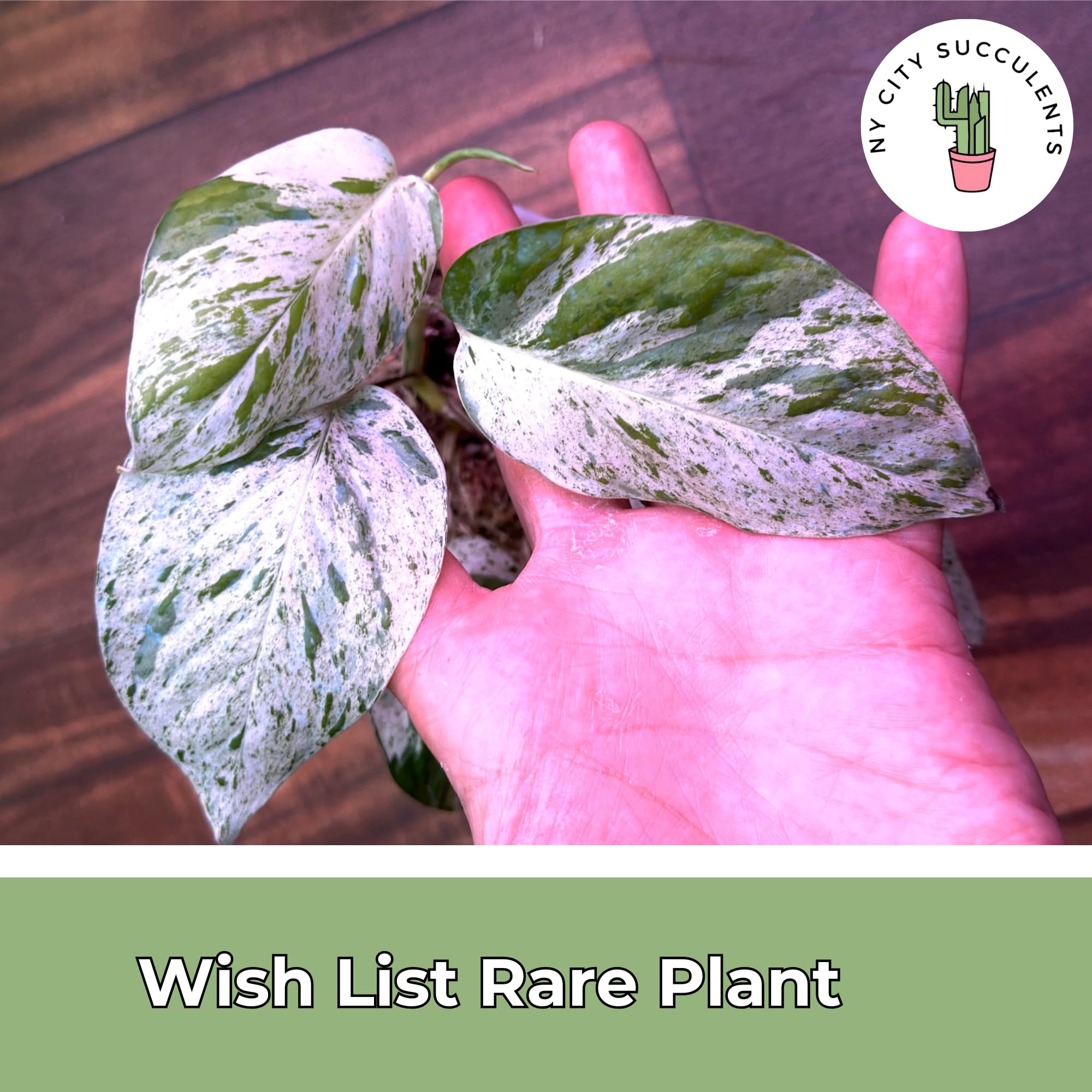 saatgut minze Bio-Minze (Grüne Minze) – Little Plants main image 0