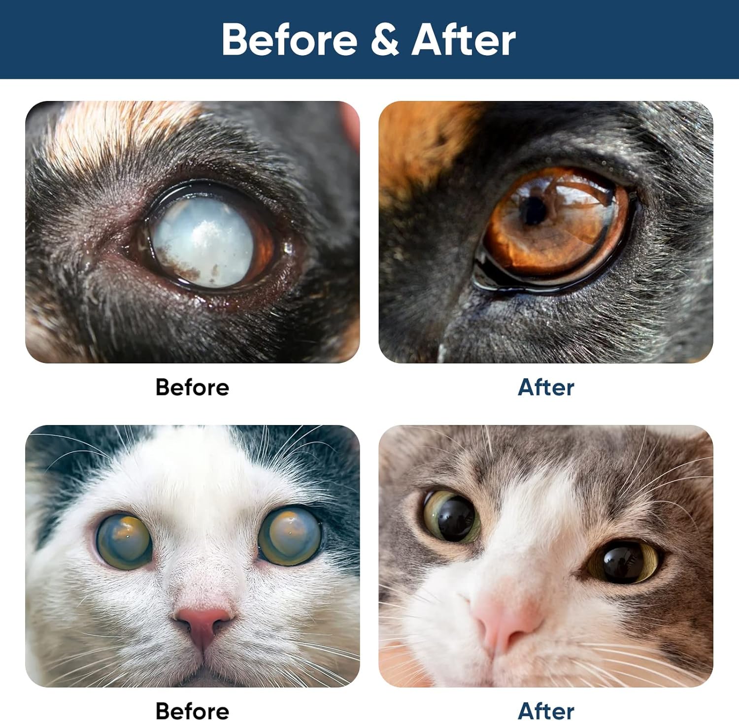 Cataract Drops for Dogs, Dog Eye Drops, Effective Dog Eye Infection