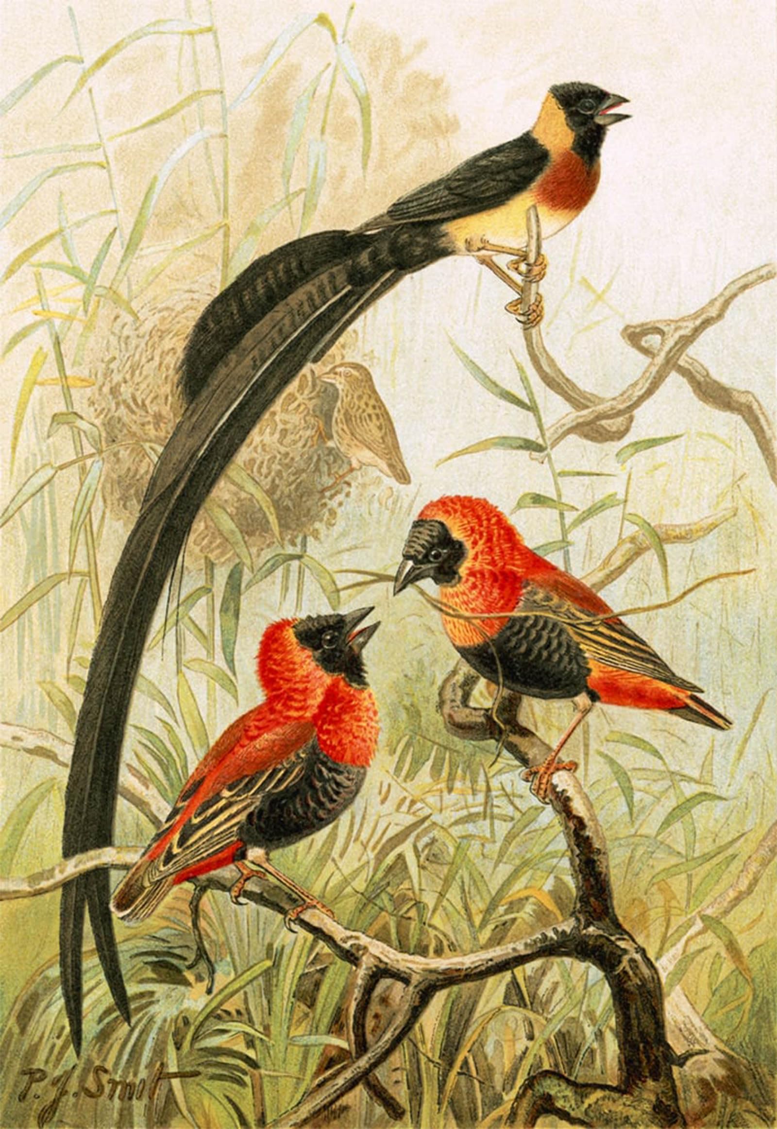 POSTERIIk Famous Modern Artwork Art Mural Weaver Birds by Smit Oil Paintings Pictures for Home Decor 60x90cm