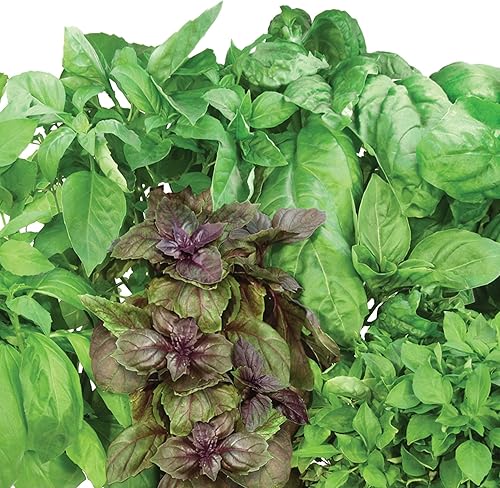 Miniatura 11 de AeroGarden - Kit de semillas.