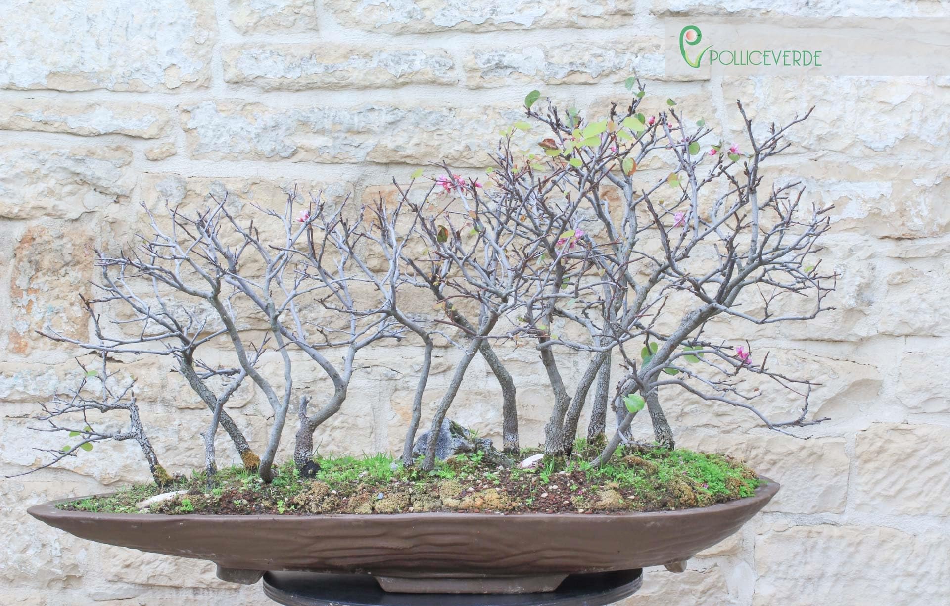 Cercis Grove - Judaszowe drzewo (72)