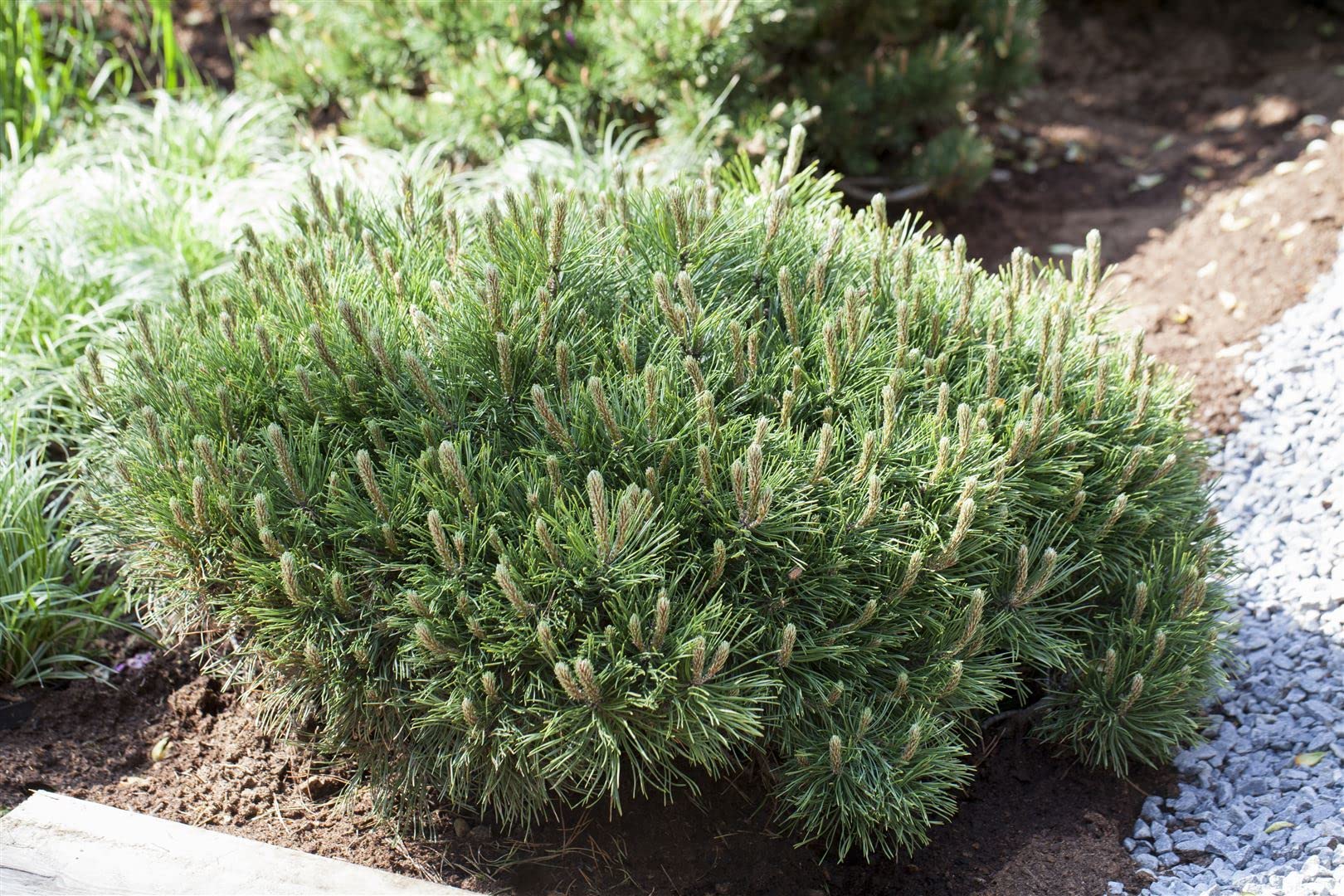 Pinus mugo 'Pumilio' 30–40 cm – Immergrün, Winterhart, Pflegeleicht – Zwerg-Kiefer – Nadelgehölz für Steingarten & Kübel