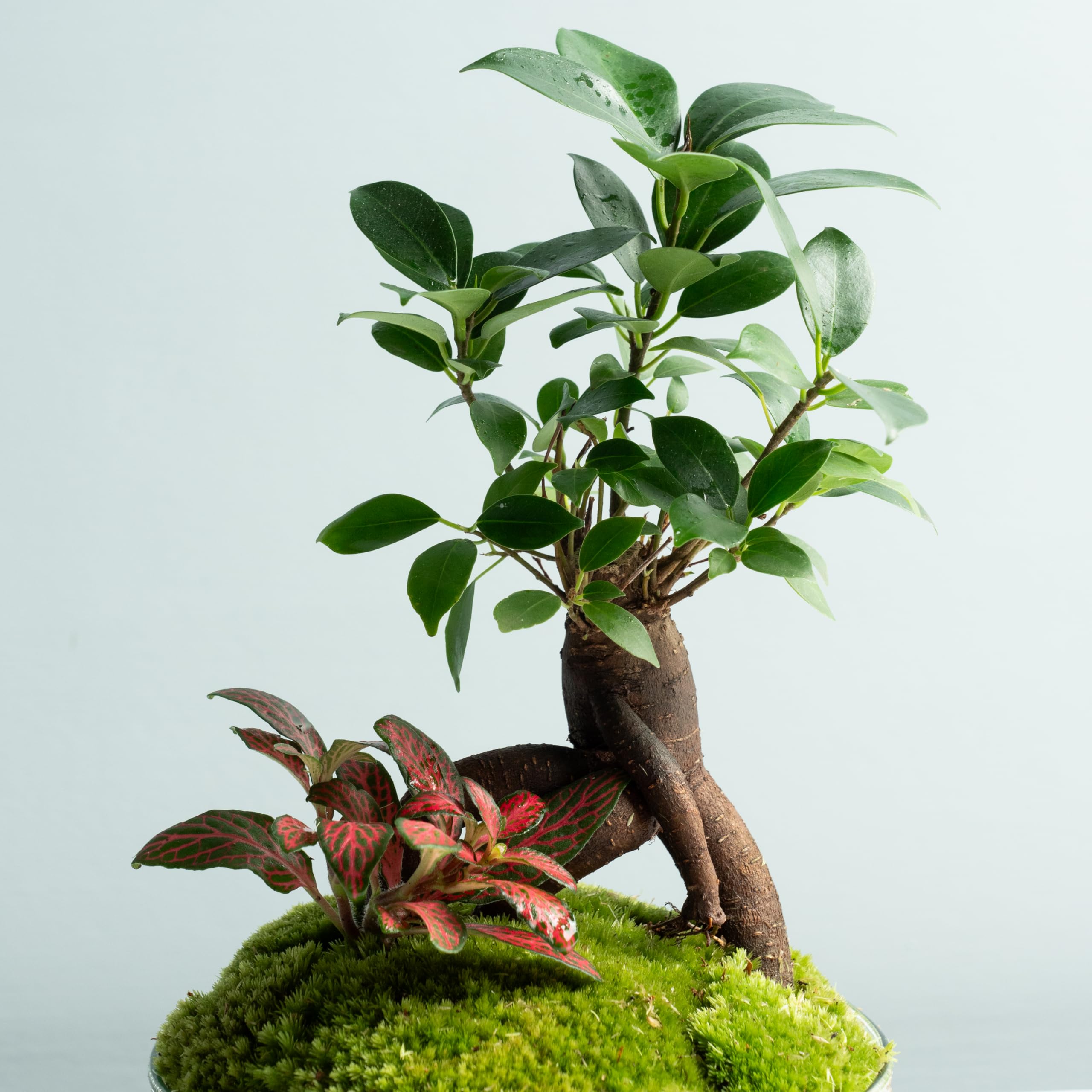 Omotesando Terrario Plantas de Cristal | Recipiente con Ficus Ginseng y Fitonia | Jardín Eterno Plantas Naturales | Ecosistema Natural | Jardín en un Bol | Regar una Vez al año | Cúpula Jungle