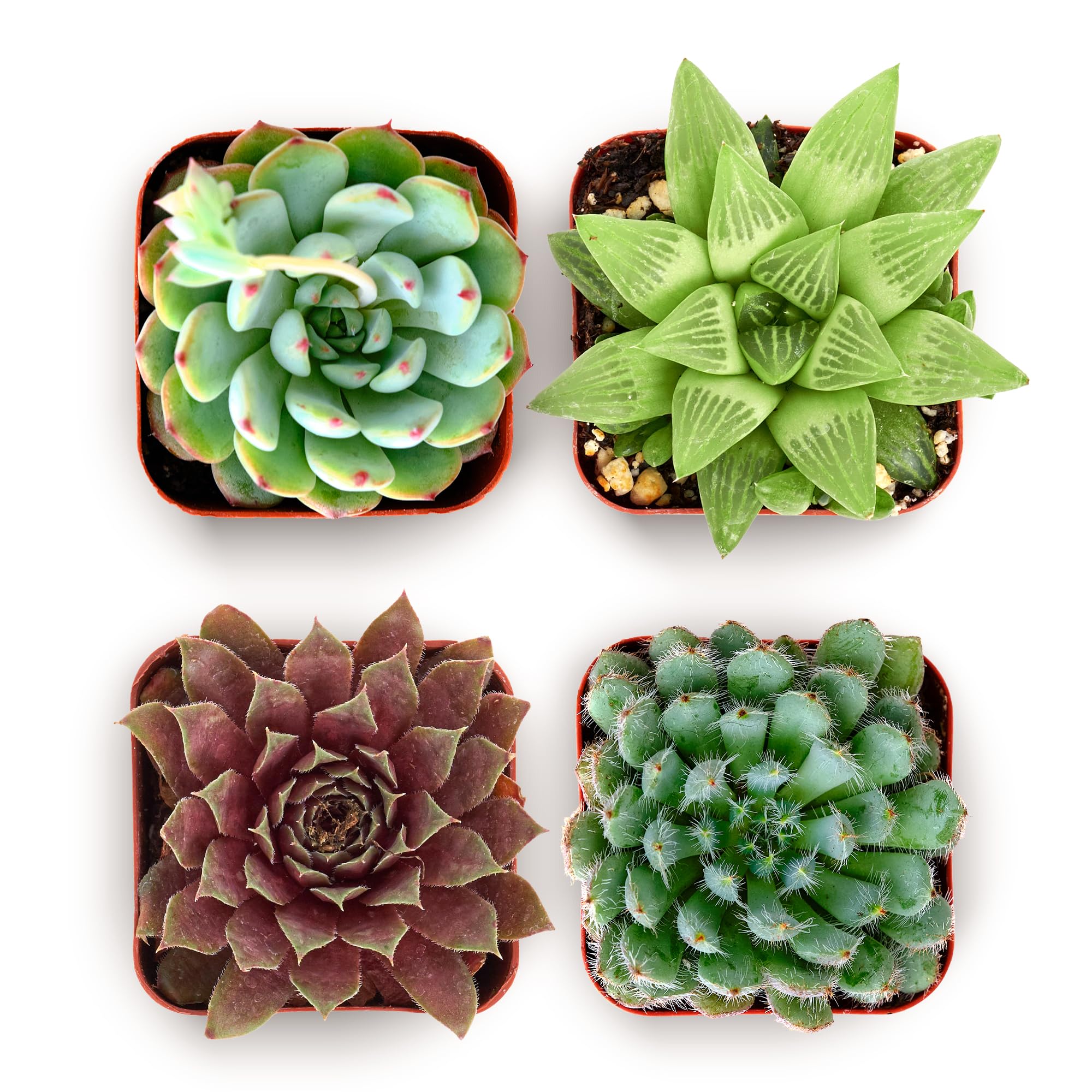Shop Succulents Echeveria & Rosette Variety Pack