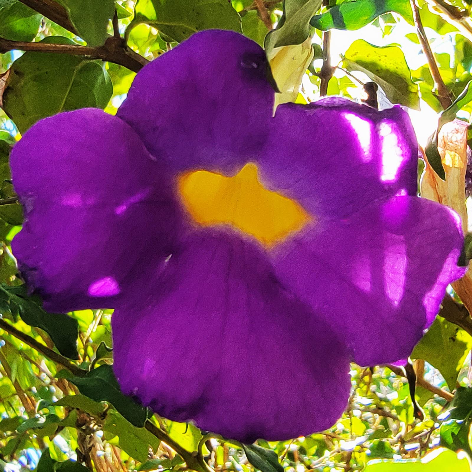 Amazon.com : Kings Mantle - Thunbergia erecta - Live Shrub Plant - Vivid  Purple Yellow Flower -Emerald Goddess Gardens - Starter Sz 4 Inch Pot :  Patio, Lawn & Garden