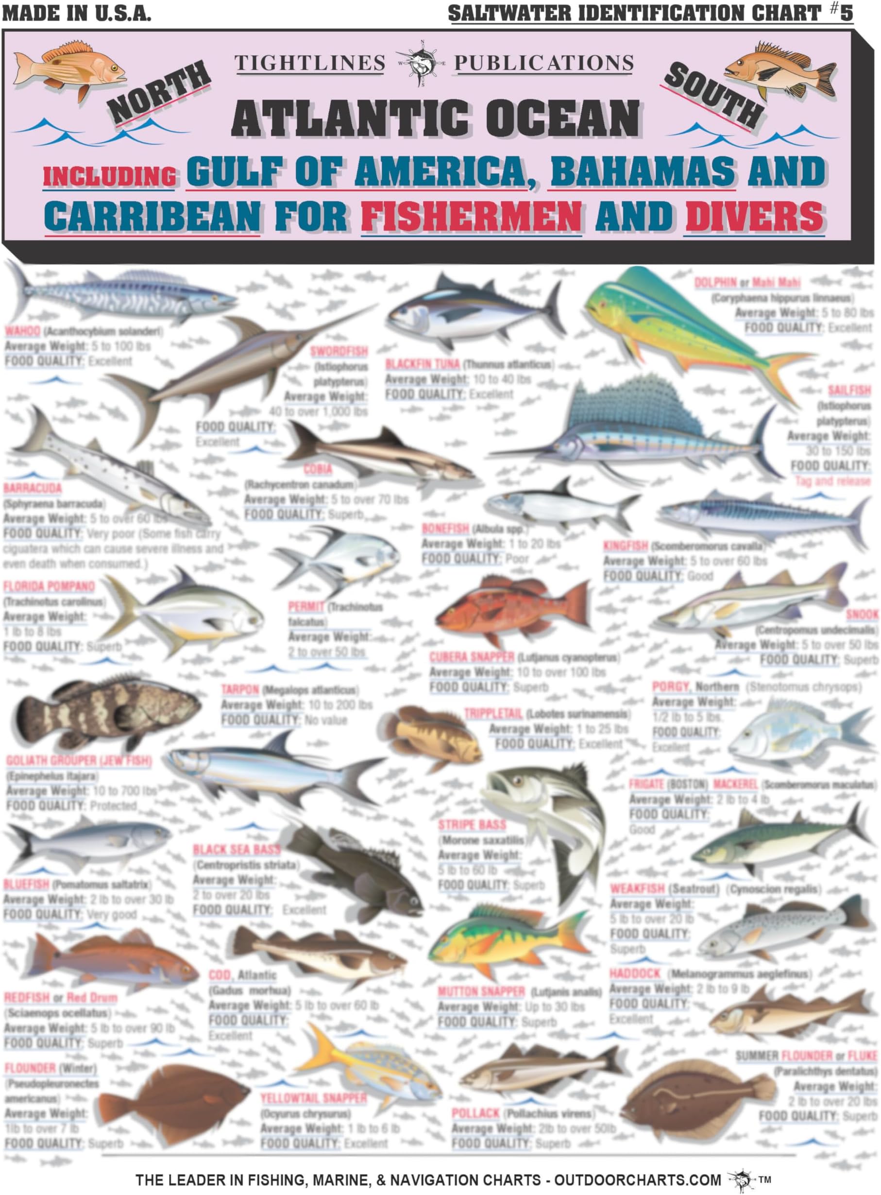 Saltwater Fish Identification Chart #5 - Waterproof Quick Reference Fishing Guide - 50+ Fish Species ID - (Florida, Atlantic, Gulf of Mexico, and Caribbean) - Great Gift for Beginners