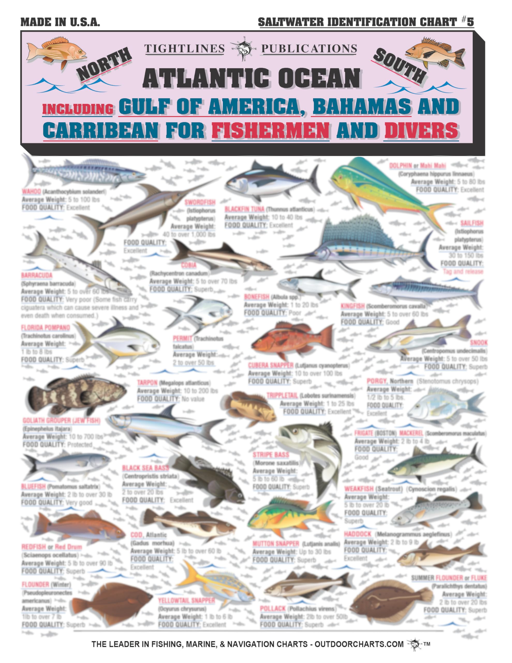 Saltwater Fish Identification Chart #5 - Waterproof Quick Reference Fishing Guide - 50+ Fish Species ID - (Florida, Atlantic, Gulf of Mexico, and