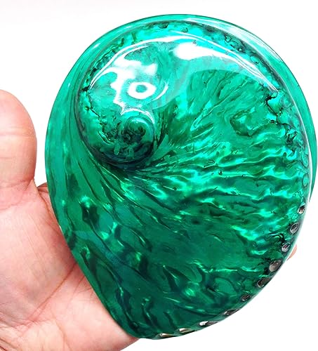 Miniatura 2 de PEPPERLONELY 1 unidad de conchas marinas de abulón Midas verde esmeralda brillante pulidas para decoración y exhibición del hogar, 5 pulgadas  6