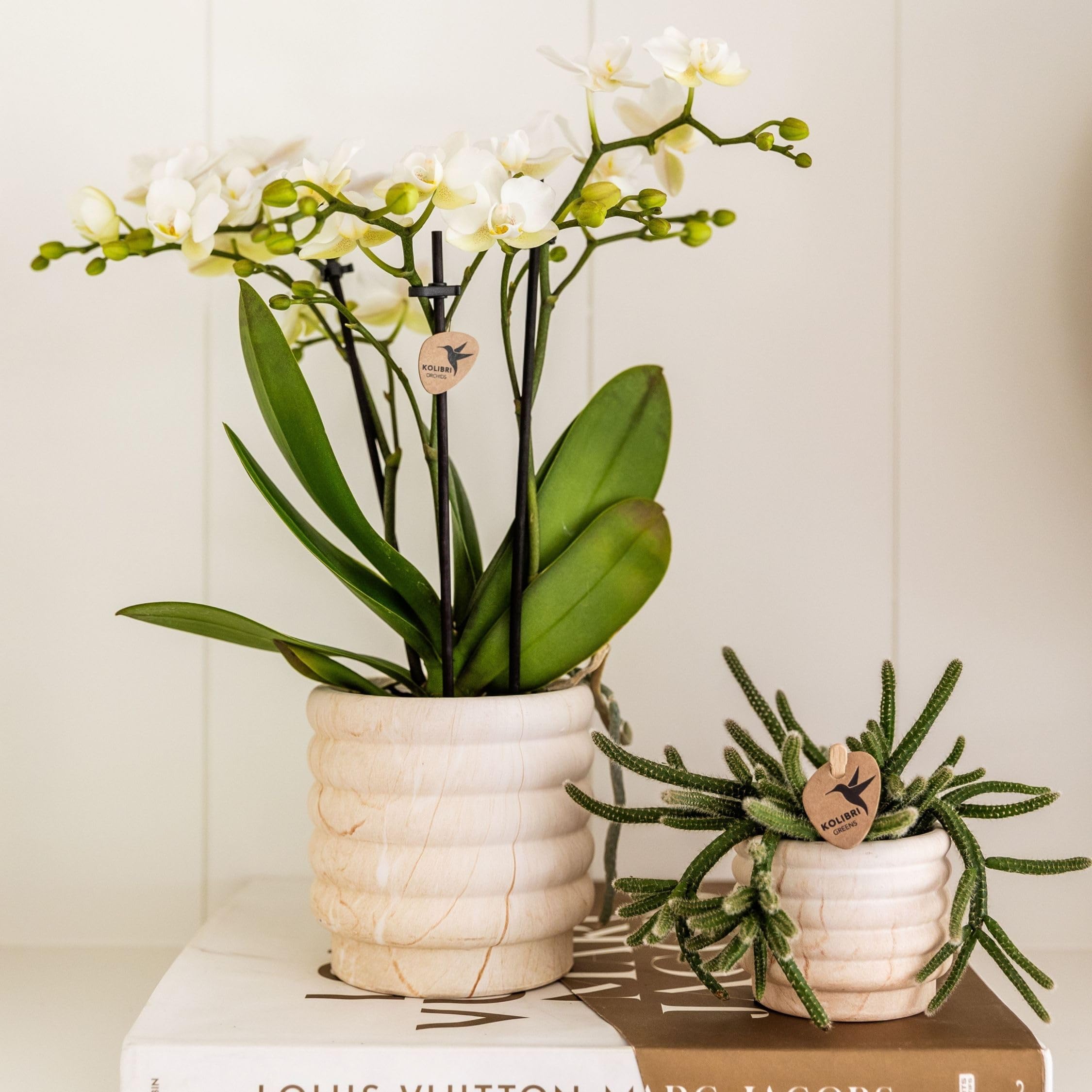 Plant in a Box - Coffret cadeau orchidée 'Marble S' - Phalaenopsis - Hauteur 30cm