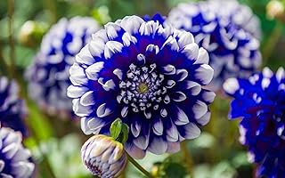 100Pcs Rare Blue and White Point Dahlia Seeds Beautiful Perennial Flowers Plants Dahlia (Dahlia)