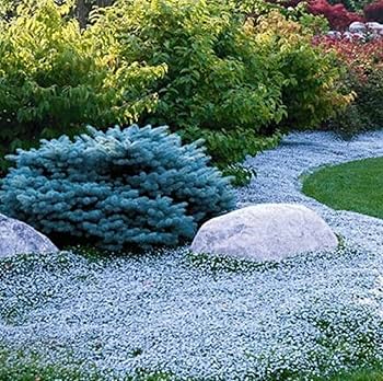 thymeページになります＊ Amazon.com : CHUXAY GARDEN Thymus Citriodorus-Lemon Thyme