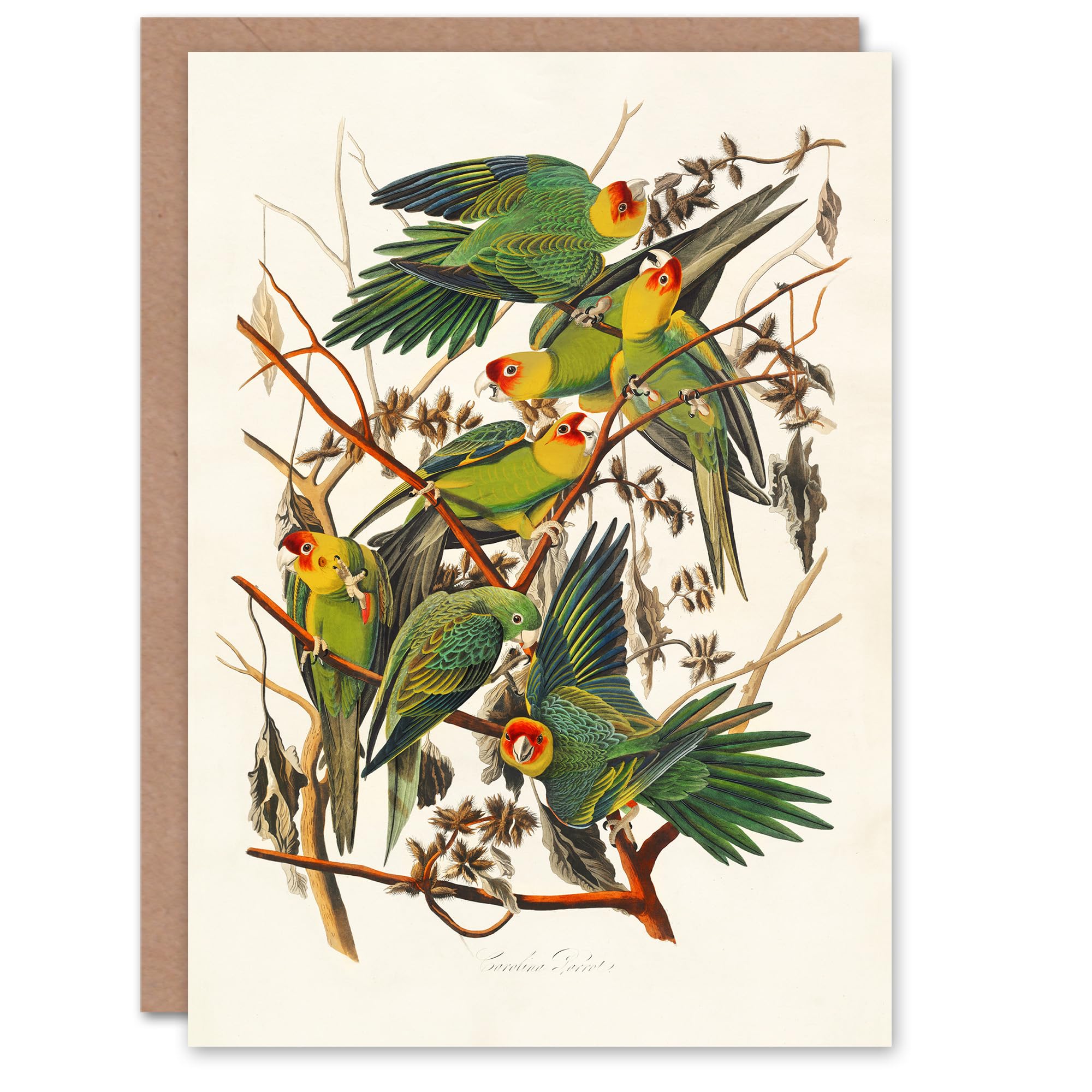 Artery8 John James Audubon Art Card Carolina Parakeet Parrot
