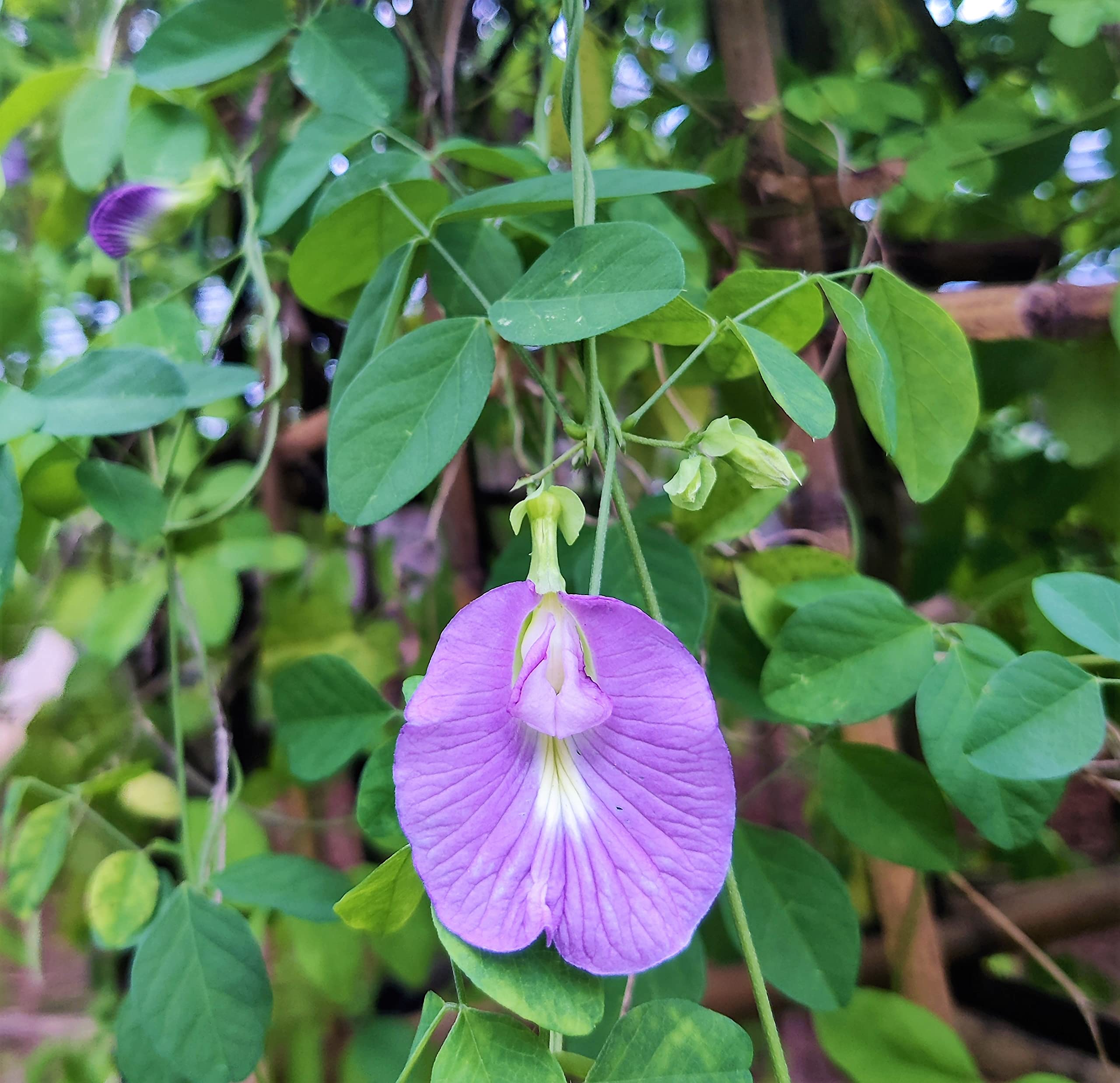 Vinca Art Aparajita Pink Single Petal Seeds - Butterfly Pea Annual Vine, Medicinal Flower Planting Pack for Home Gardening (15 Seeds) (B0B3534NH4) Amazon Price History, Amazon Price Tracker