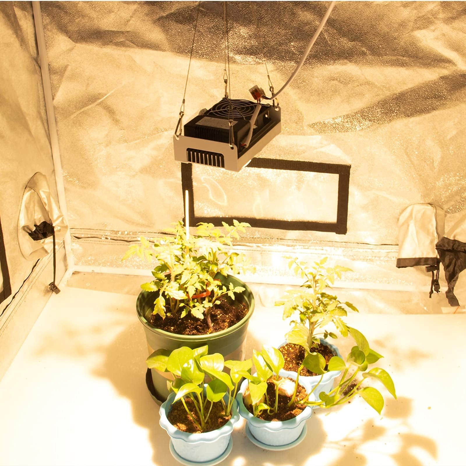 Lampe de culture LED, lumière de croissance de plantes à spectre complet, lampe de culture de plantes COB 100 W pour plantes de serre hydroponiques d'intérieur, tente de culture à toutes les étapes