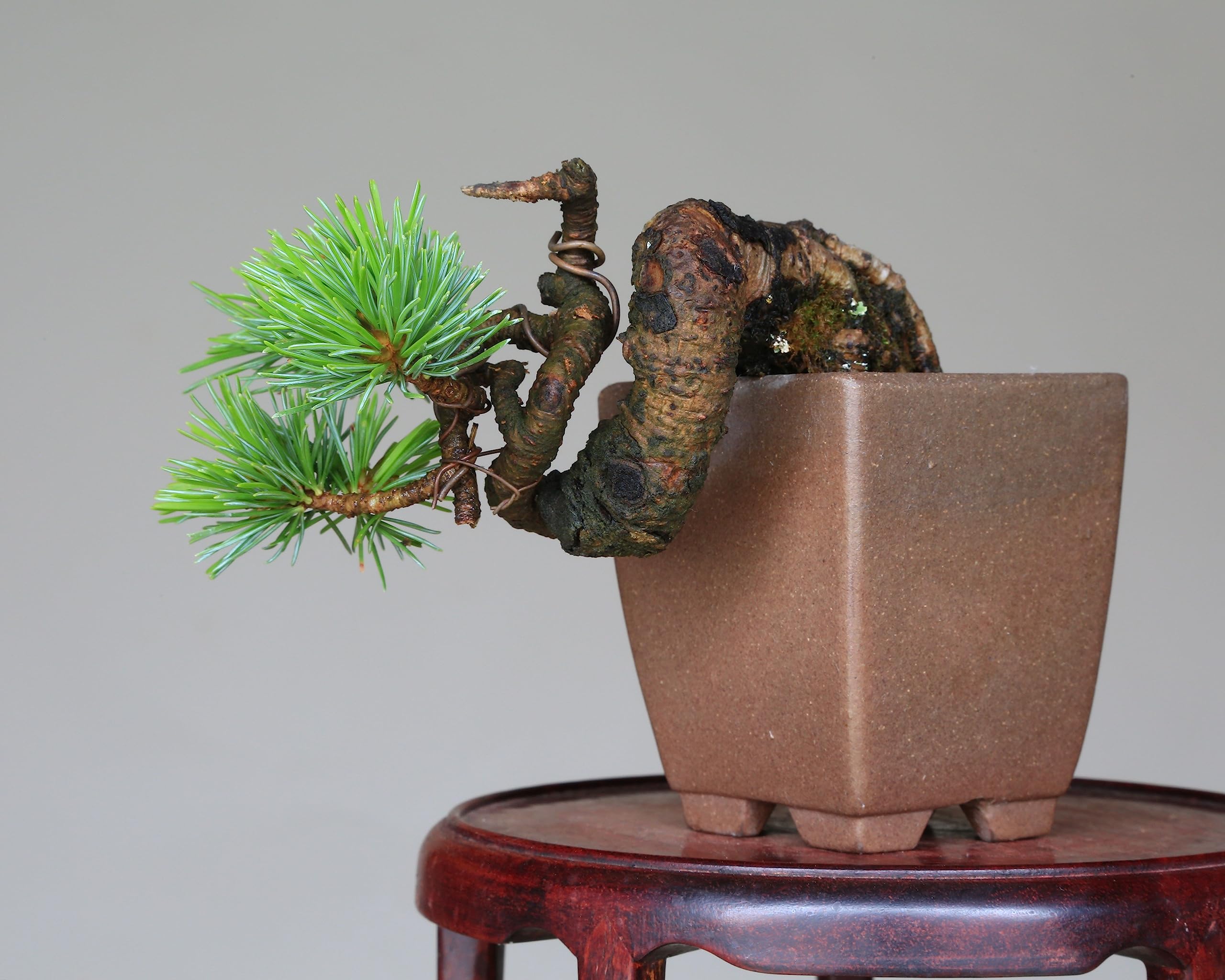 Amazon.co.jp: 吾妻五葉松『宝来』ミニ盆栽 【泰寿園 Online】 : DIY