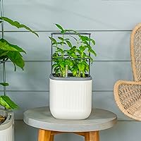 Vego Garden Mini Self-Watering Indoor Planter with Trellis - Countertop Herb Garden for Climbing Veggies, Flowers & Mint (Cream White)