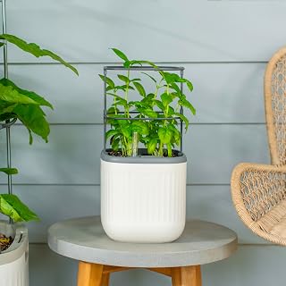 Vego Garden Mini Self-Watering Indoor Planter with Trellis - Countertop Herb Garden for Climbing Veggies, Flowers & Mint (Cream White)