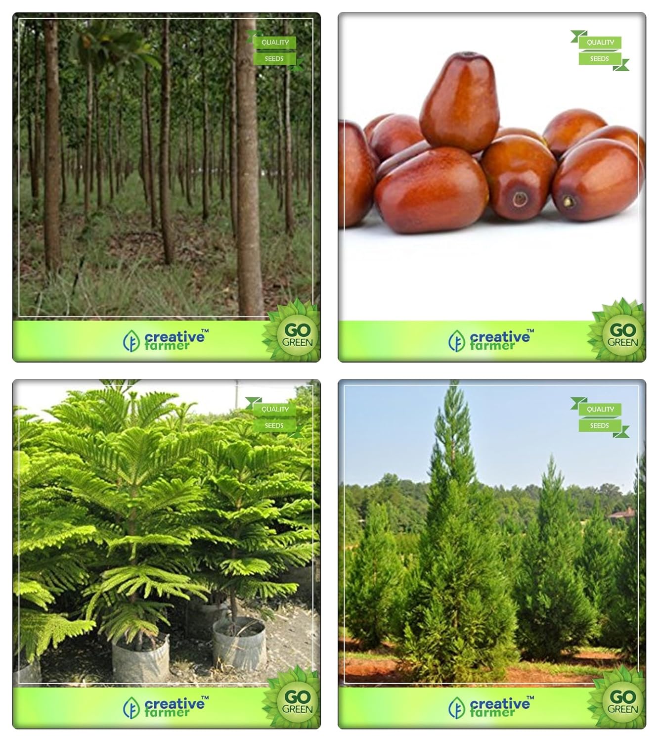 Creative Farmer Tree Seeds For Home Mangium,Plum,Hoop Pine,Japanese Cedar Combo For Home Garden