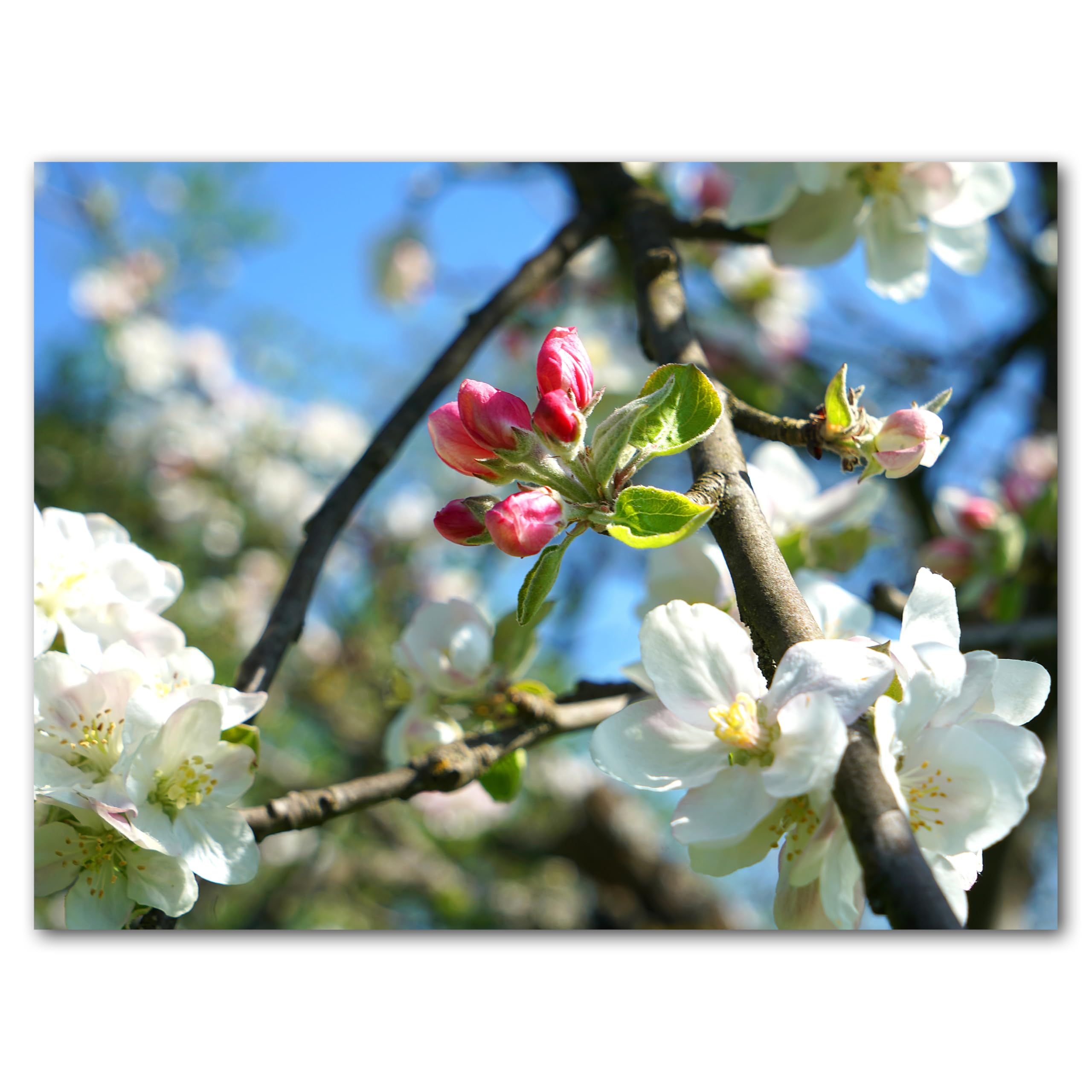 Glücksvilla - Fioritura dei meli 4 (tela 2 cm, 160 x 120 cm) | varie misure - quadro murale orizzontale - giardino fiori fioritura pianta natura botanica albero ramo ciliegia