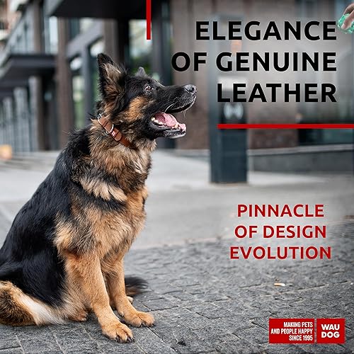 Miniatura 8 de WAUDOG Collar de cuero de larga duración para perros grandes, medianos y pequeños  Collares clásicos ajustables para cachorros de raza grande
