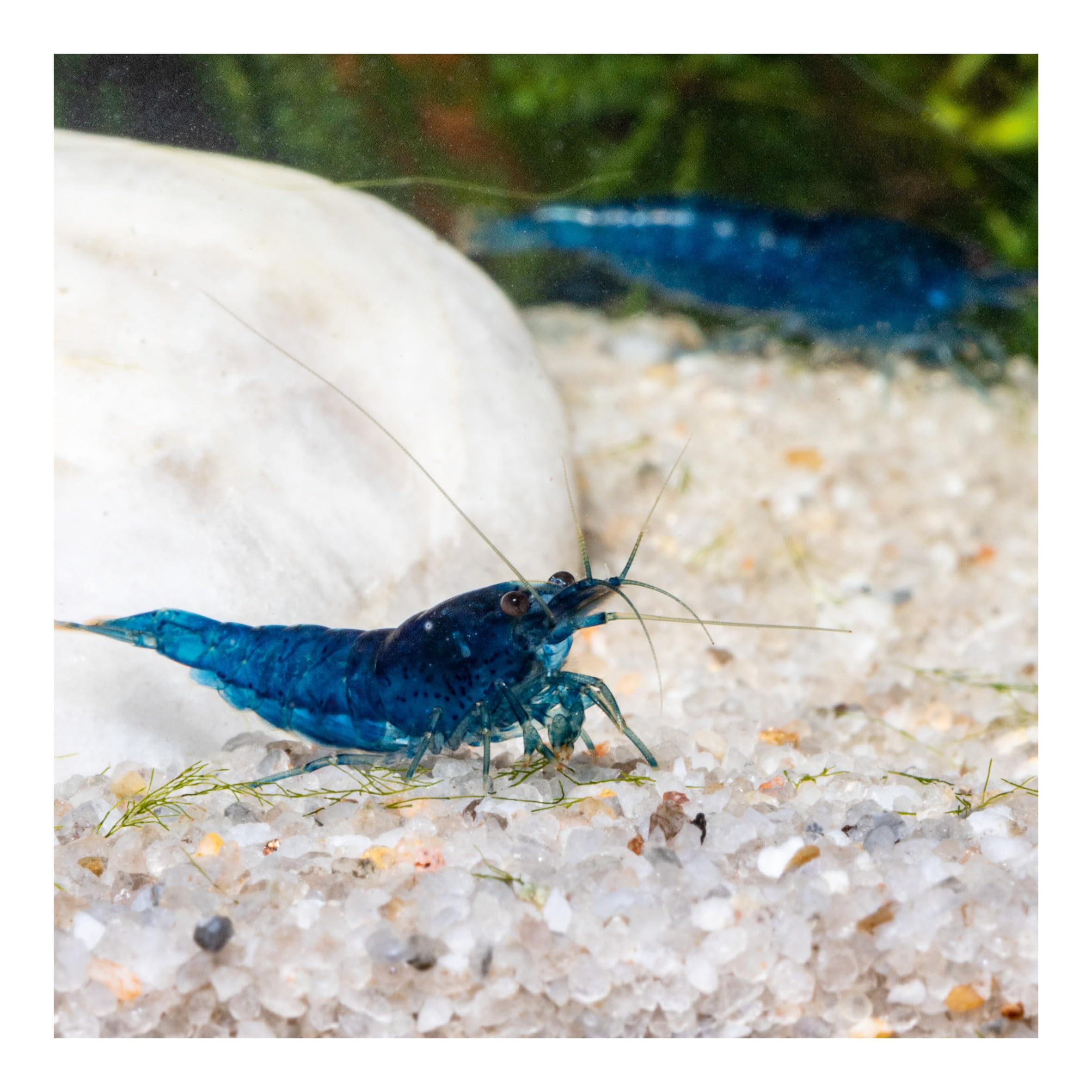 10 x Blue Velvet Zwerggarnele, Blaue Garnele Neocaridina davidi