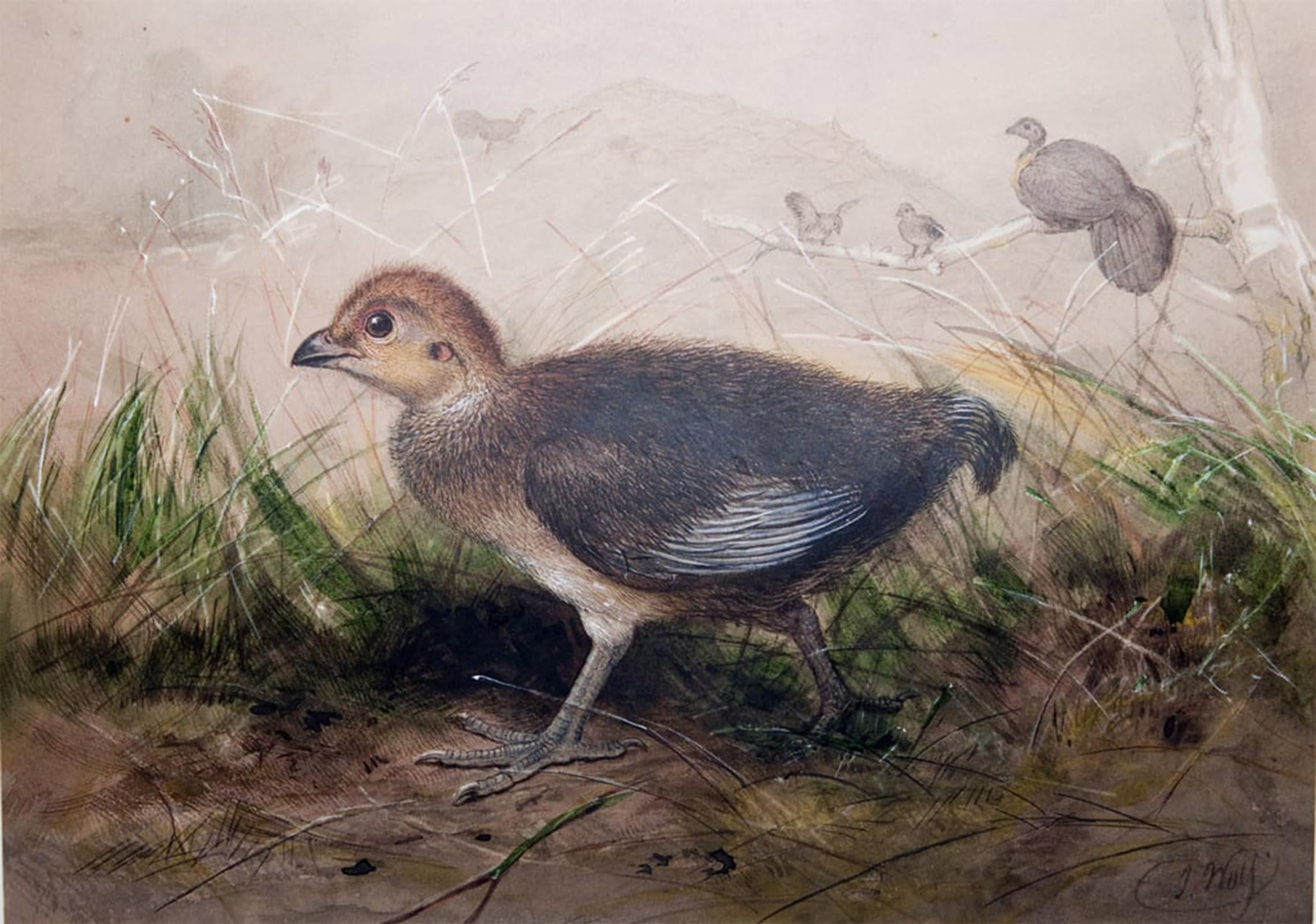SERENDIPITP Vintage Picture Print on Canvas Wall Art Poster Megapodes by Wolf Artwork Print Poster for Wall Decor 60x90cm