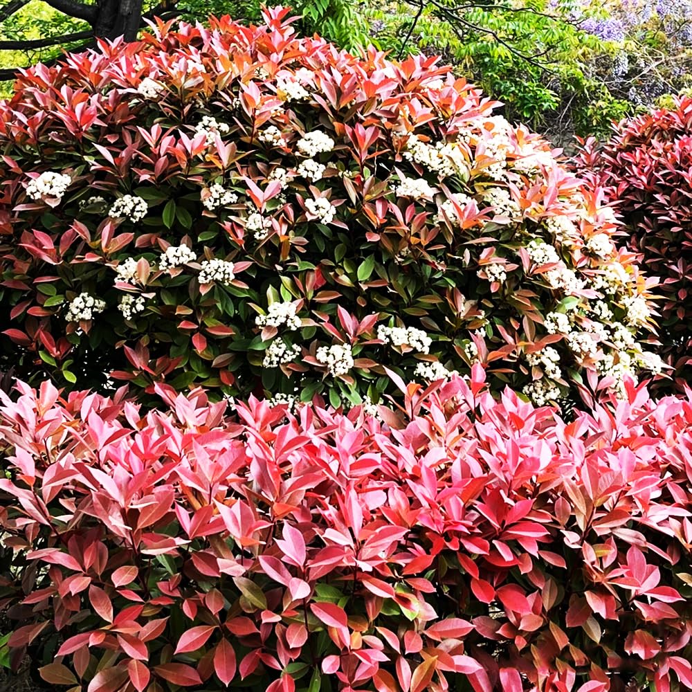 200 pcs glanzmispel red robin samen bonsai baum,Photinia serrulata,Seltene  Pflanzen serie, zimmerpflanzen wenig lichtbedarf balkon deko saatgut  geschenk winterharte balkonpflanzen : Amazon.de: Garten