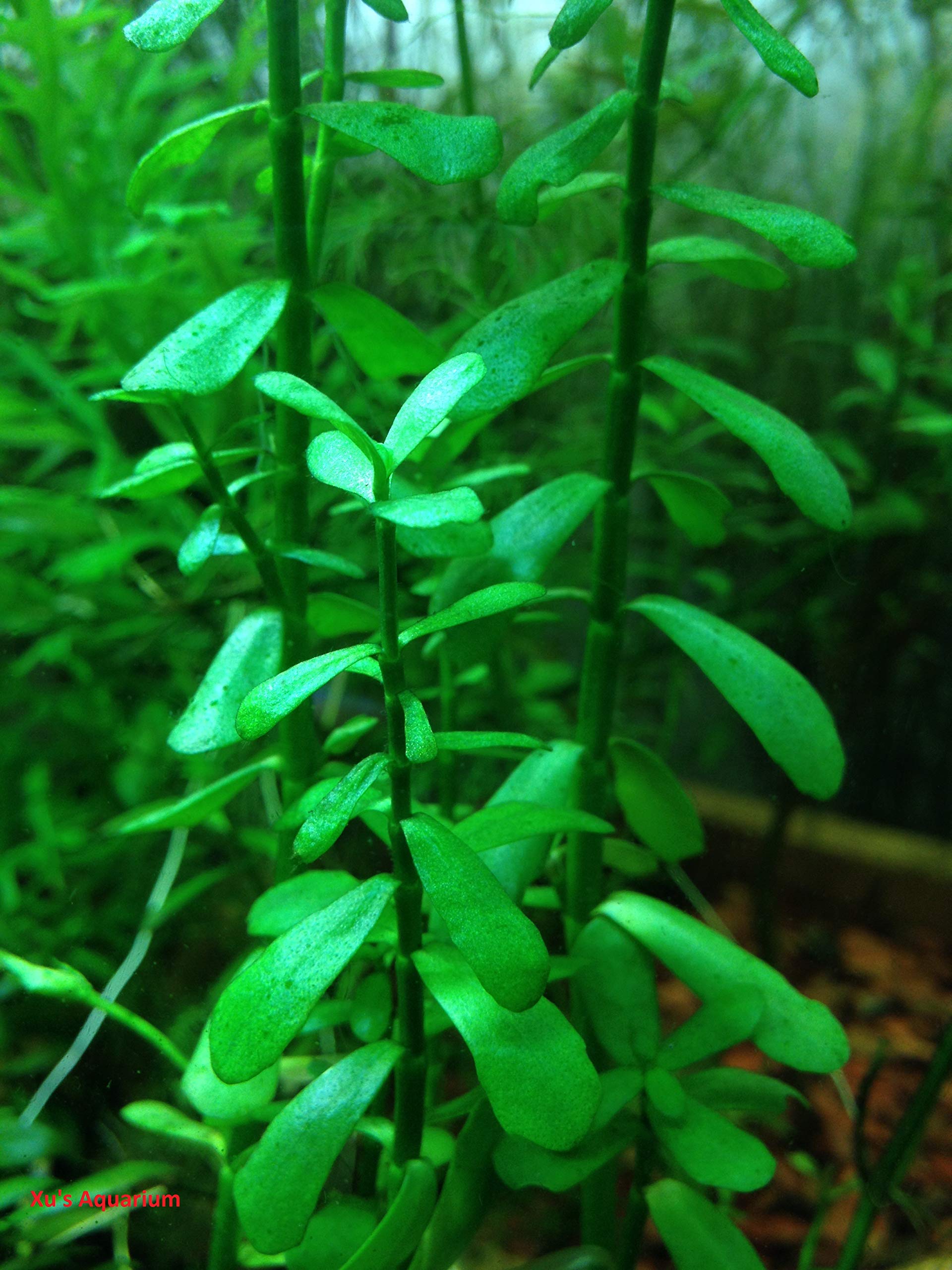 Moneywort, Bacopa monnieri, Live Aquarium/Aquatic/Freshwater/Midground to Background/Stem Plant, Planted Tank, Aquascaping by Aquarium Plant Center
