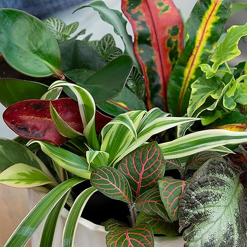 Miniatura 2 de Altman Plants Plantas de interior vivas (6PK), plantas de interior para entrega, plantas vivas y regalos de jardinería para amantes de las plantas,