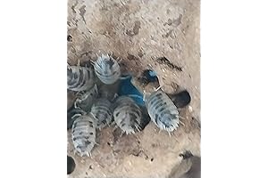 15-Pack Combo: Dairy Cow Isopods and Springtail Cultures