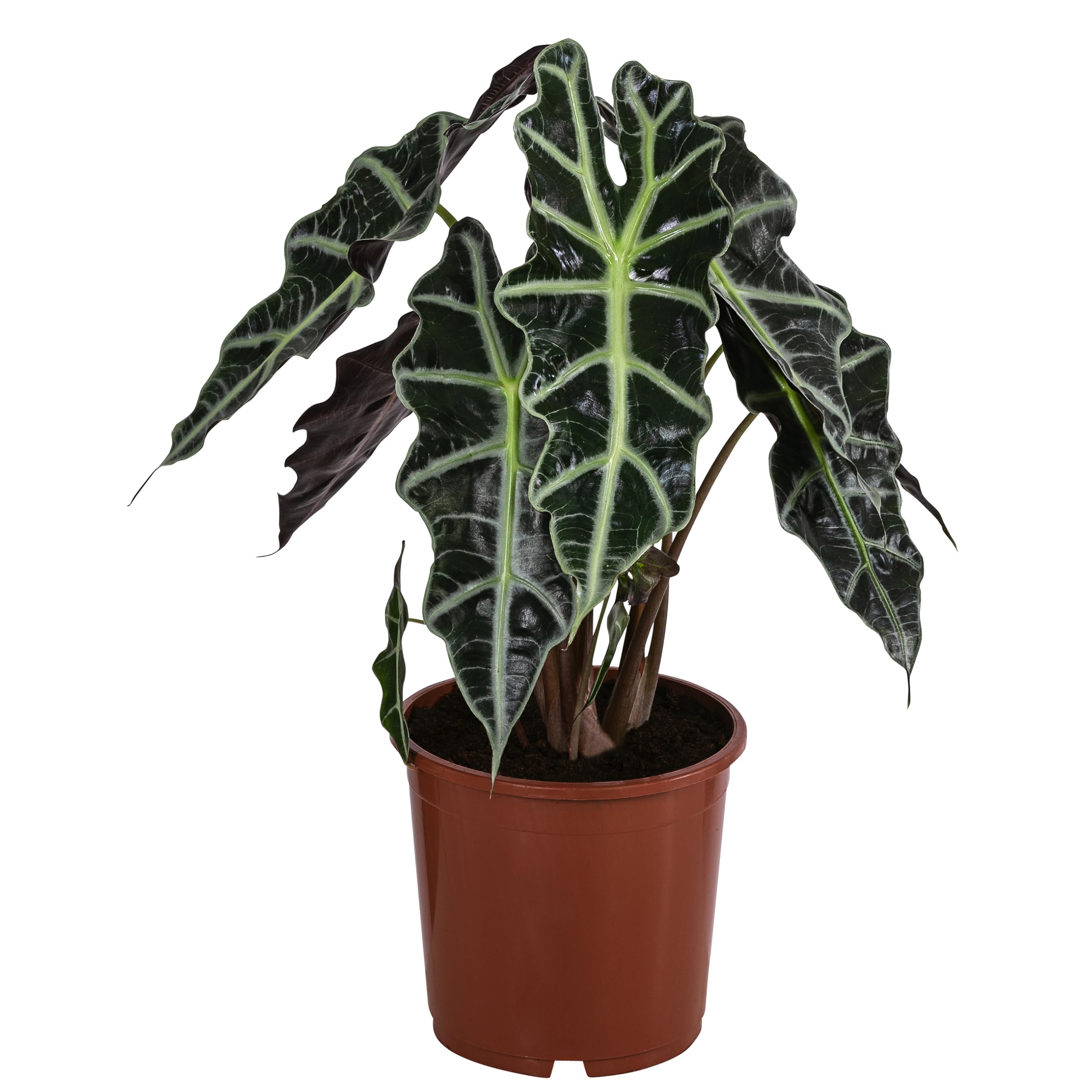 Dehner Pfeilblatt Polly, Alocasia amazonica, markante derung, 40-50 cm  inkl. Pflanztopf,  Topf 17 cm, Zimmerpflanze : Amazon.de: Garten